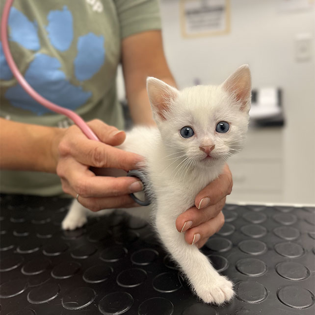 Coventry Kitten Vet