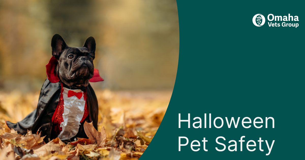 Halloween Pet Safety Guide