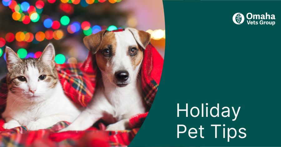 A Safe, Bright, and Comfortable Holiday Season for Your Pets