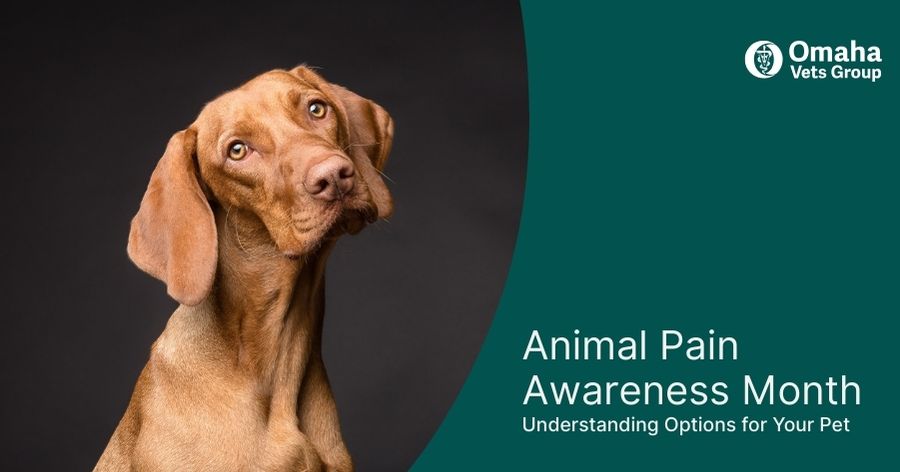 Animal Pain Awareness Month: Understanding Options for Your Pet