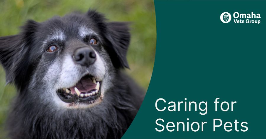 Senior Pet Health