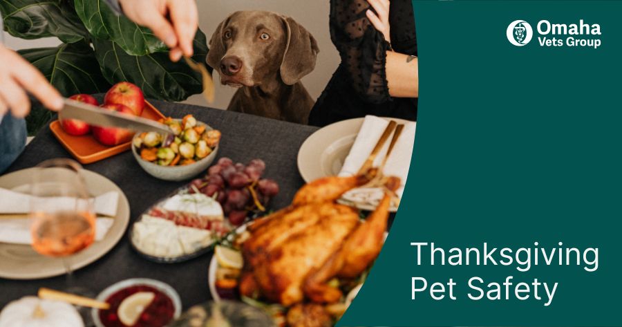 Thanksgiving Pet Safety