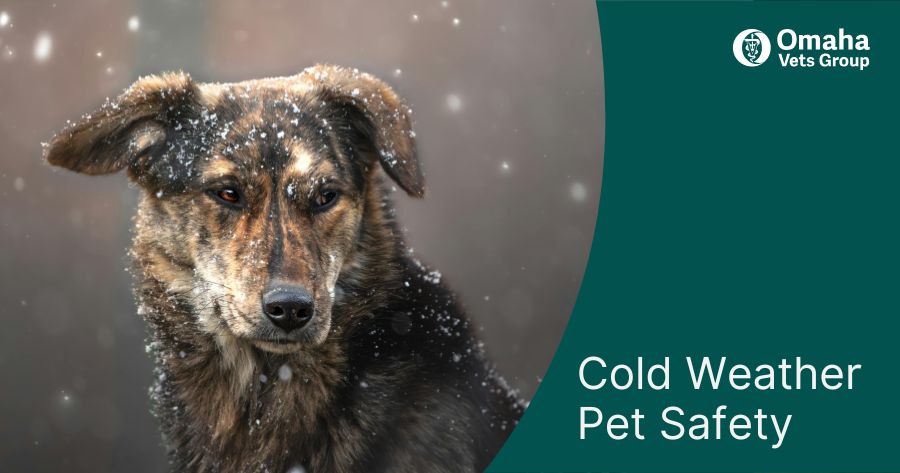 Cold Weather Pet Safety