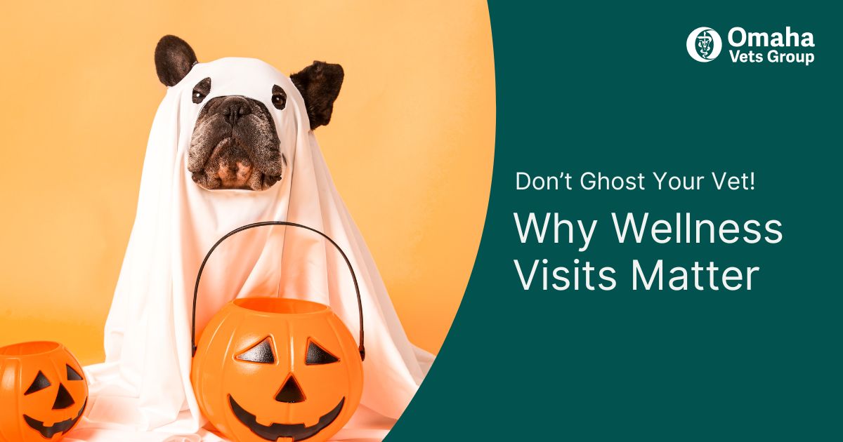 Why Wellness Exams Matter