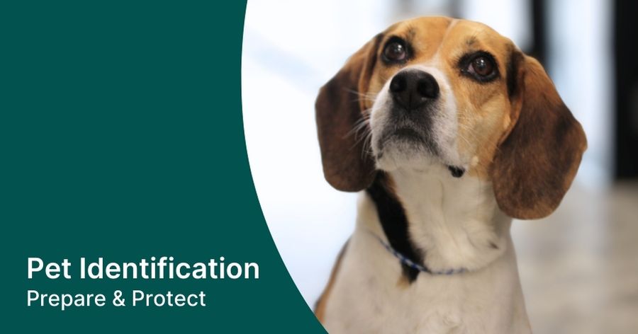 National Pet ID Week: Prepare & Protect