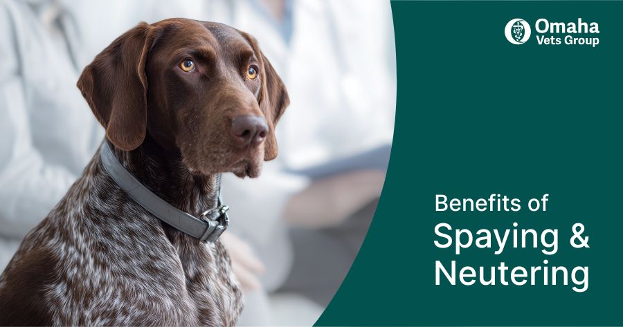 Why Spaying and Neutering Matters