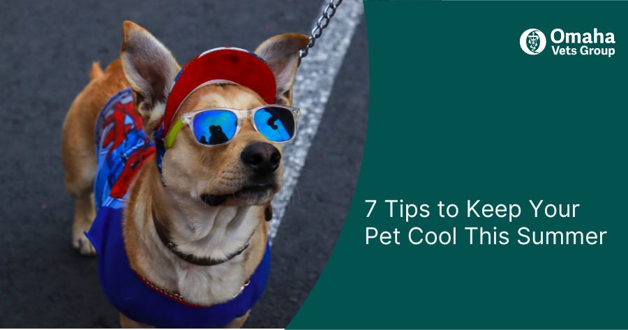 7 Tips to Keep Your Pet Cool This Summer 