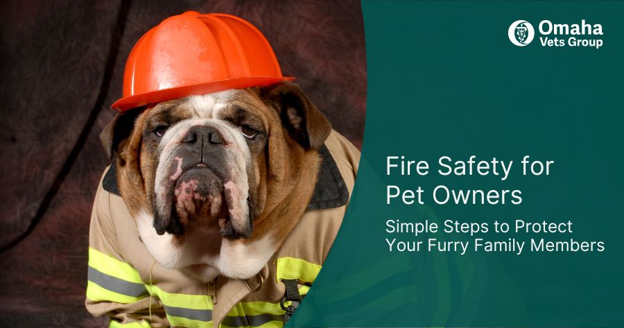 7 Tips to Keep Your Pet Cool This Summer 
