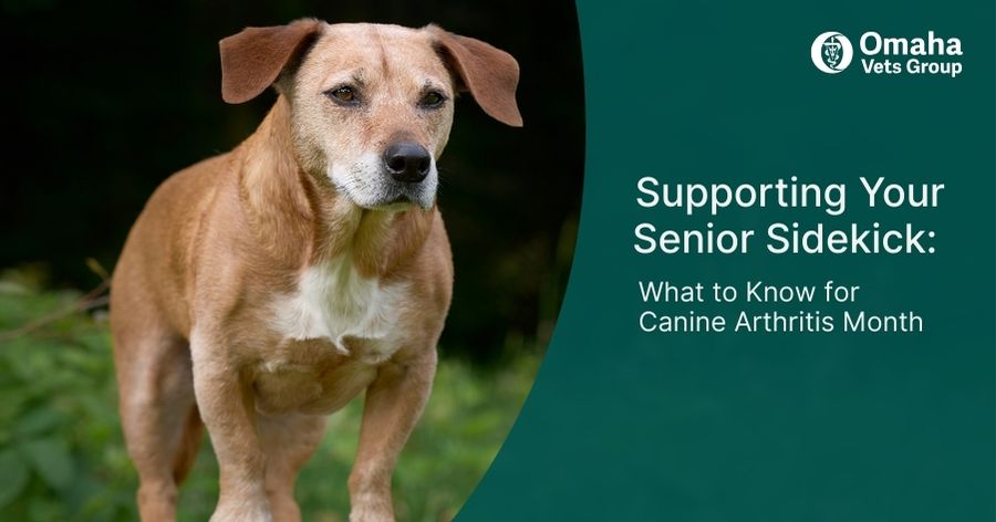 Supporting Your Senior Sidekick: What to Know for Canine Arthritis Month