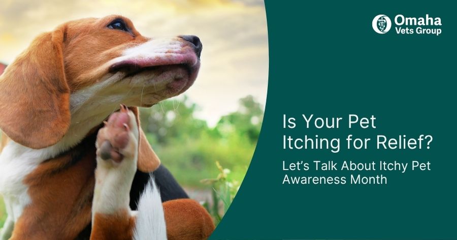 Is Your Pet Itching for Relief?