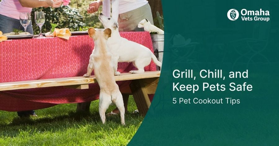 Grill, Chill, and Keep Pets Safe