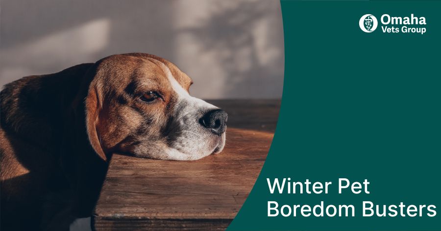 Winter Pet Boredom Busters
