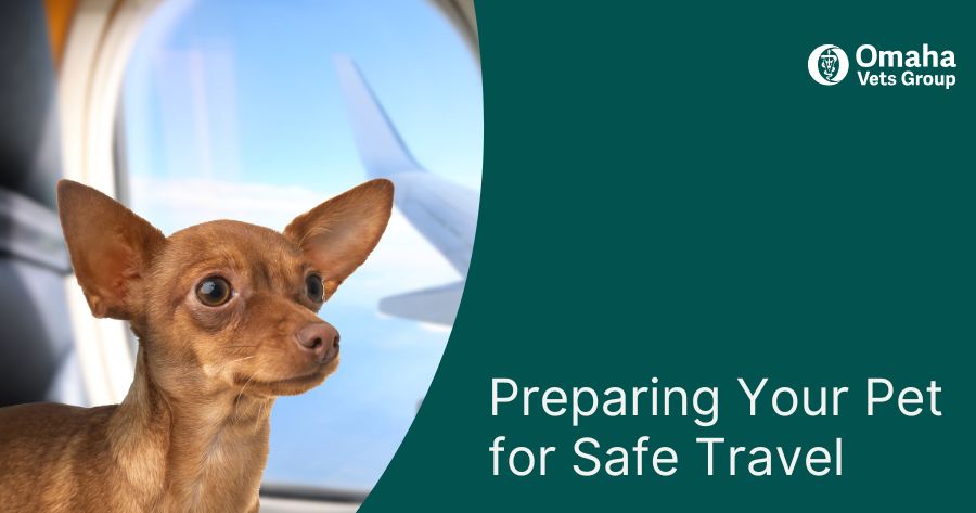 Preparing Your Pet for Safe Travel