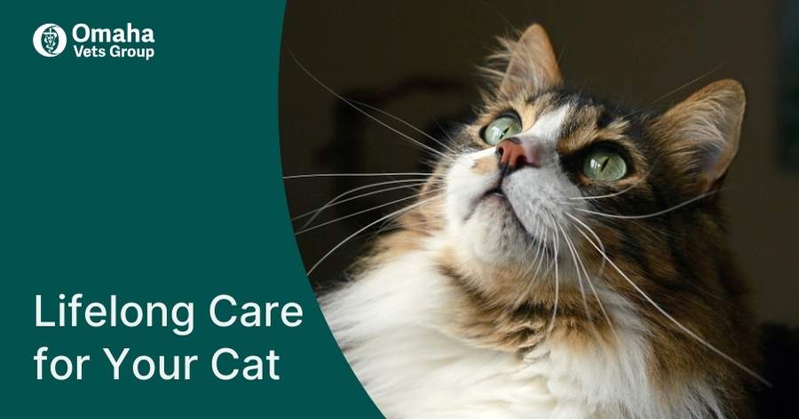 Supporting Lifelong Cat Health