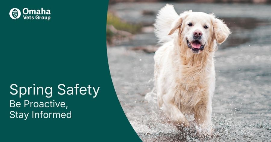 Spring Pet Wellness & Safety