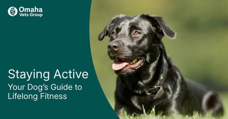 Keeping Your Dog Healthy, Active, and Safe