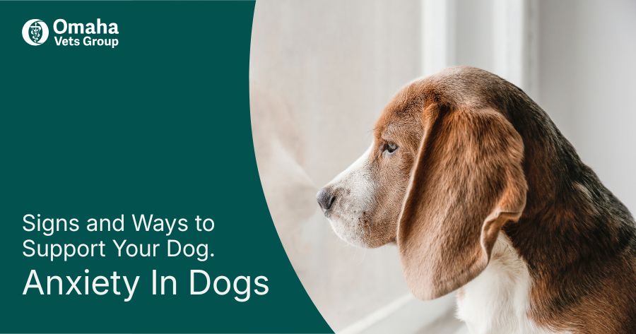Understanding Dog Anxiety