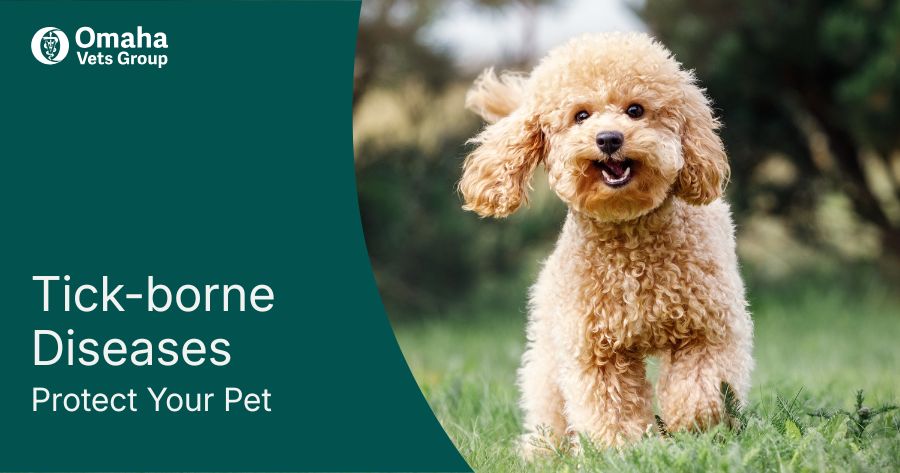 Tick-Borne Disease Risk in Omaha Pets