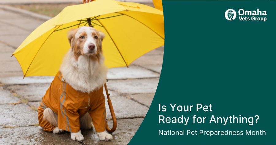 National Pet Preparedness Month