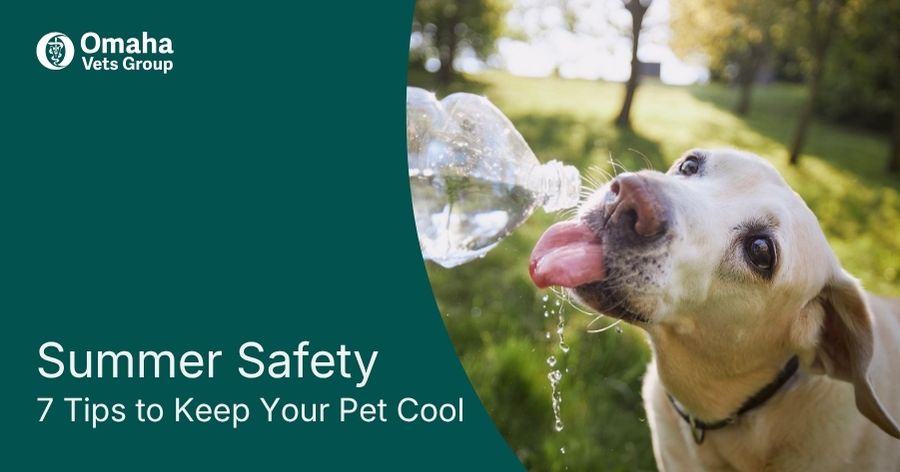 How to Keep Your Pet Cool This Summer in Omaha