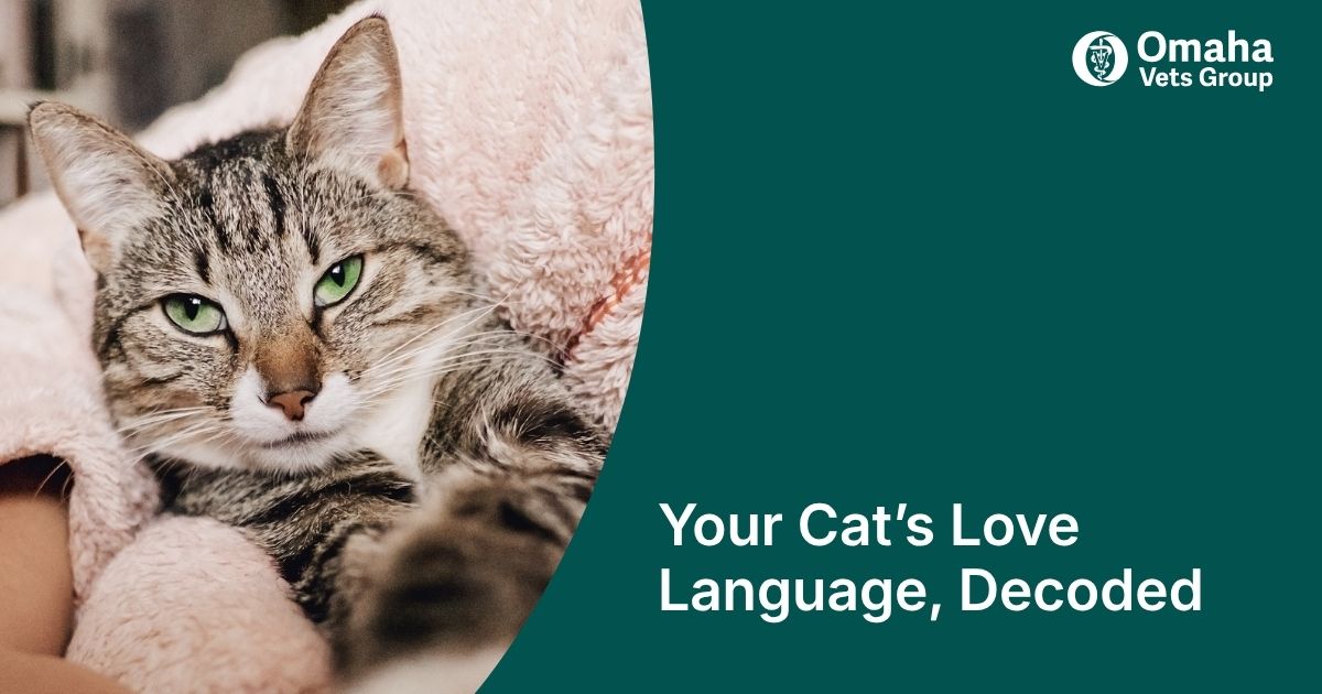 How to Show Your Cat Love and Affection