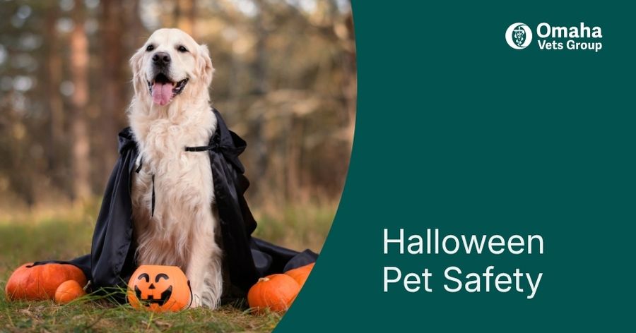 Halloween Pet Safety Guide