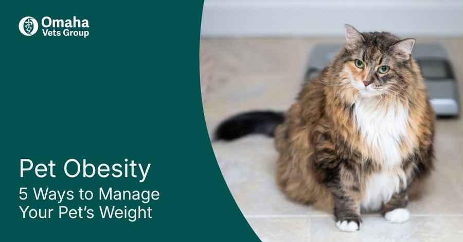 Don’t Let Your Furry Friend Get Weighed Down
