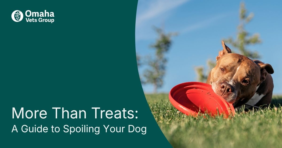 How to Spoil Your Dog: Ideas That Are Good for Them