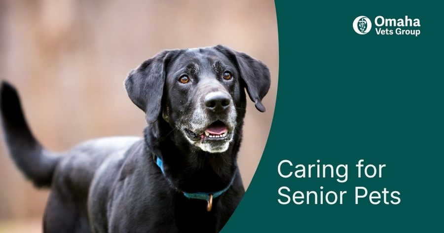 Senior Pet Health