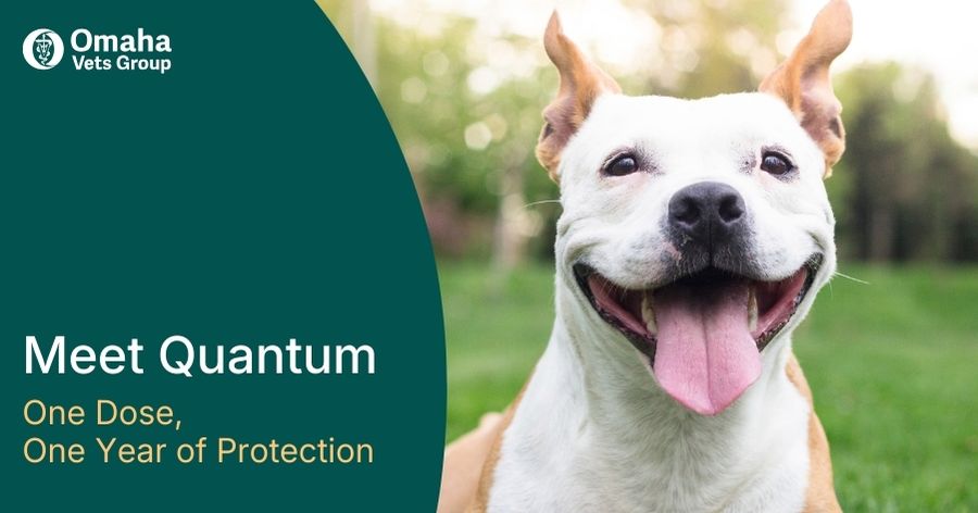 Parasite Prevention: Bravecto Quantum for Dogs
