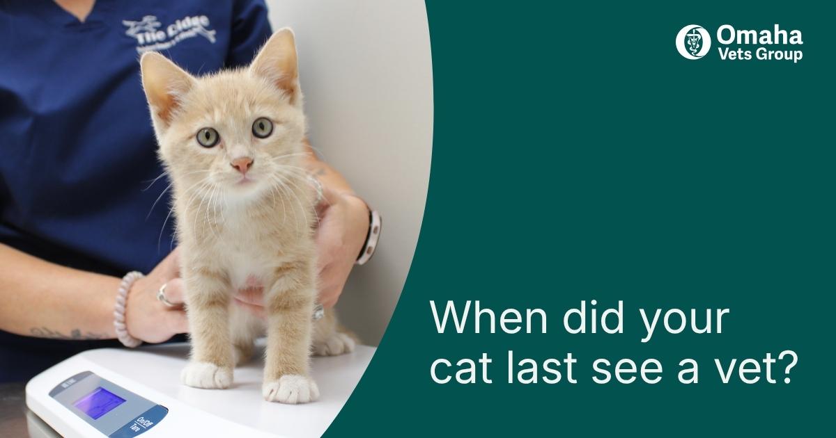 Why Regular Cat Vet Visits Matter More Than Most Cat Parents Realize