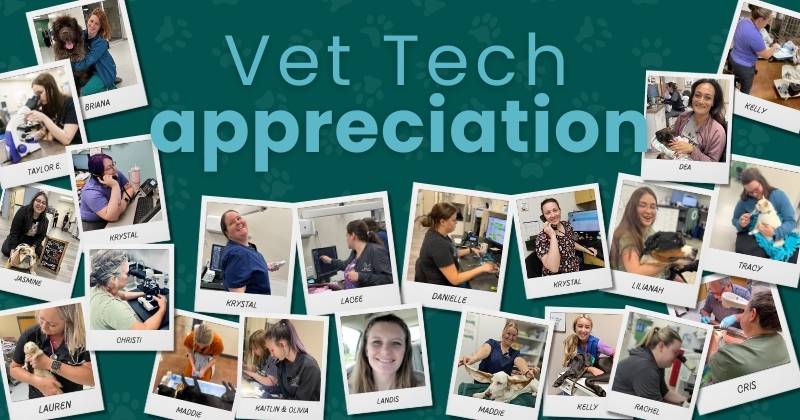 A Day in the Life of a Licensed Veterinary Technician