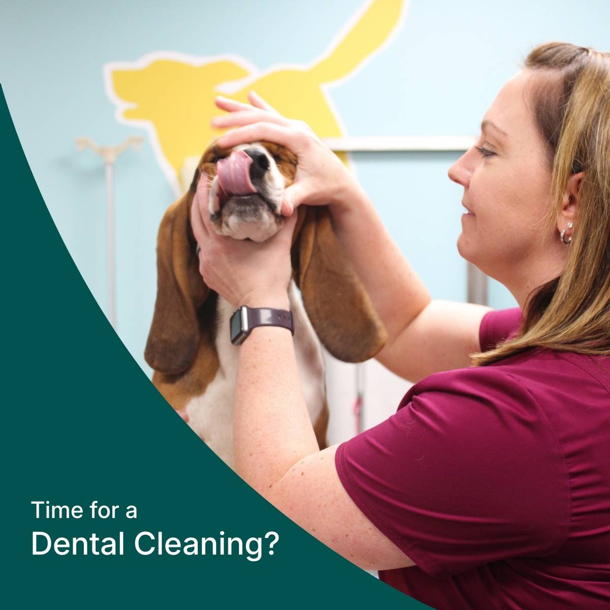 Pet Dental Cleanings
