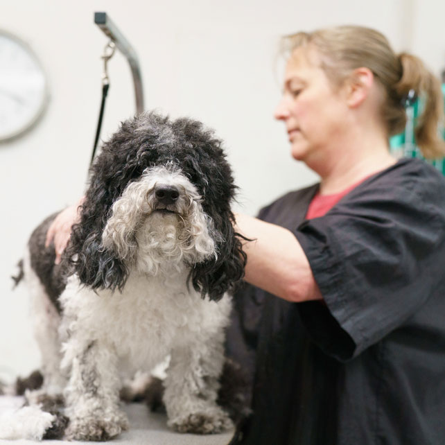 Ridgeview Dog Grooming