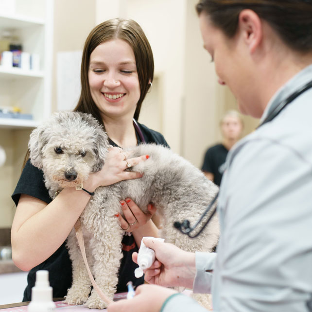 Veterinarian in Elkhorn