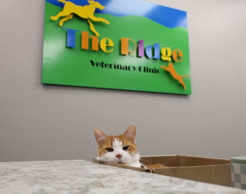 The Ridge Veterinary Clinic