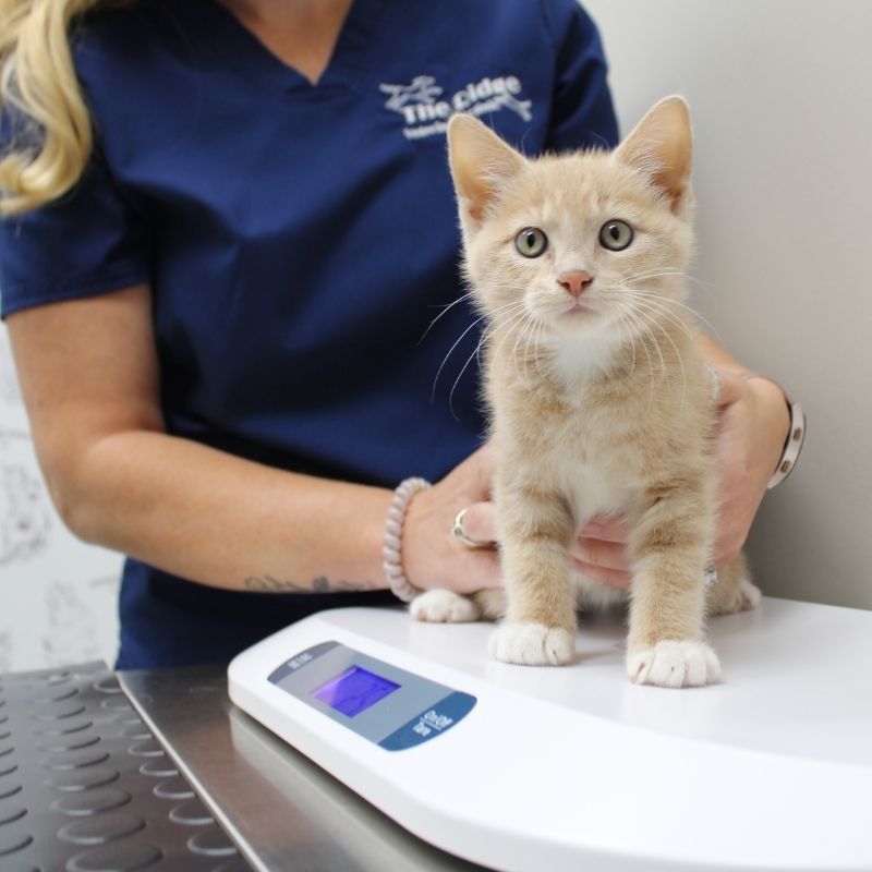 Omaha Veterinary - Cat Vet