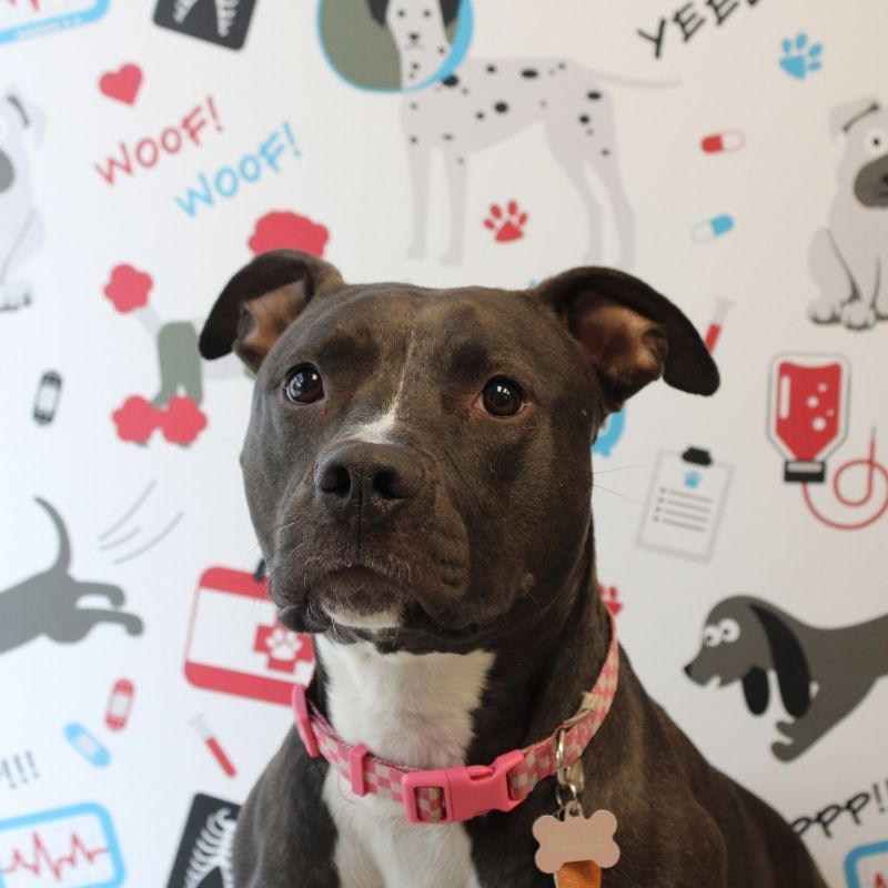 Omaha dog vet