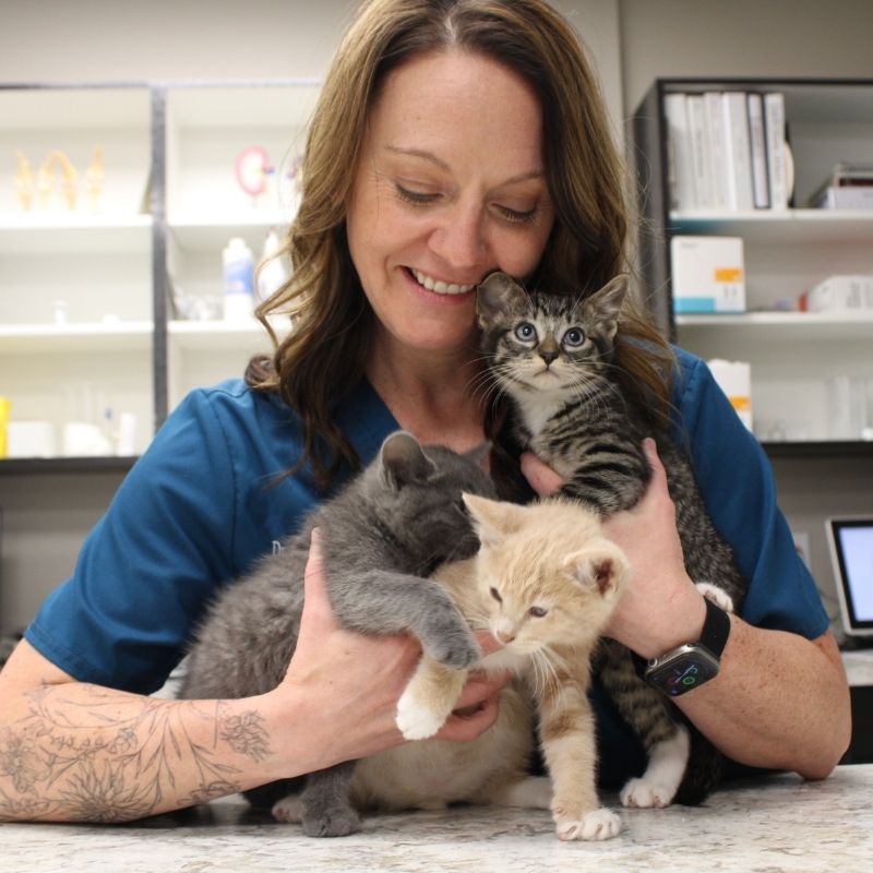 Omaha kitten vet