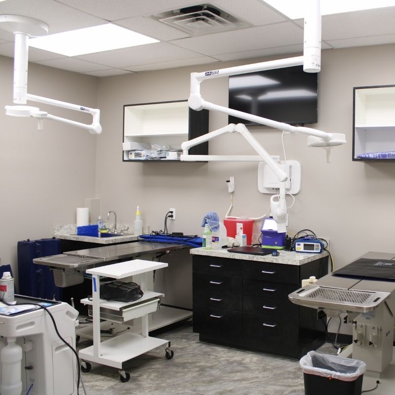 Vet Surgeries in Omaha