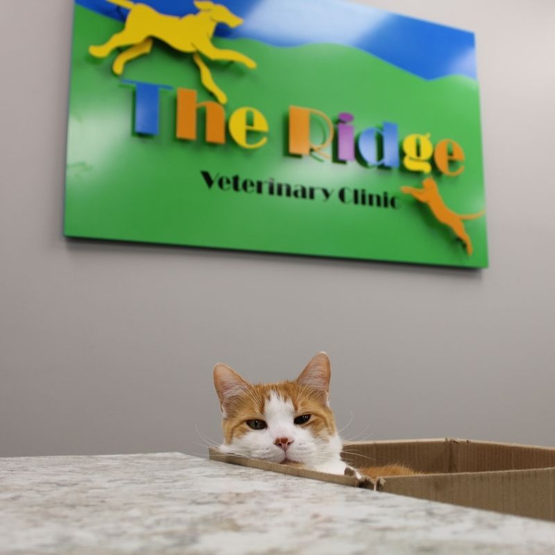 Cat Vet Care