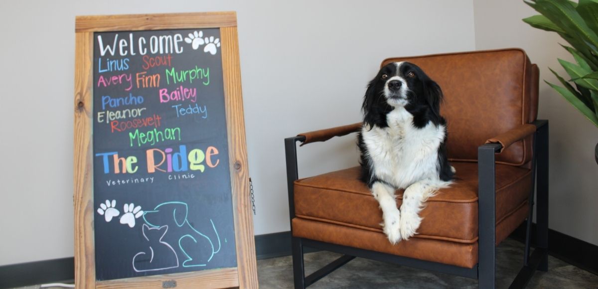 The Ridge Veterinary Clinic - Welcome
