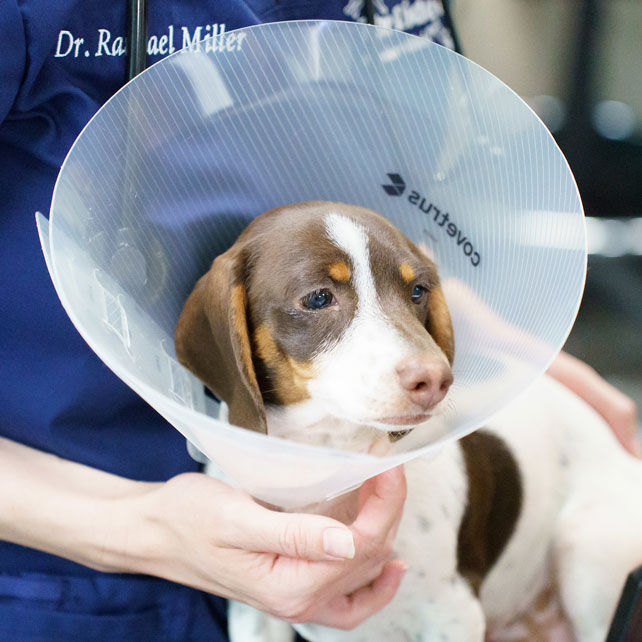 Dog Vet Care