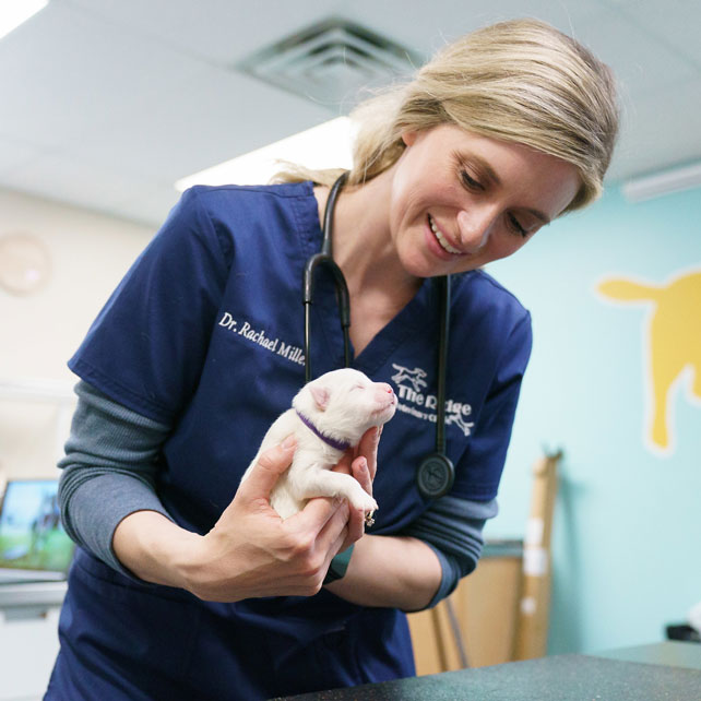 Omaha puppy vet