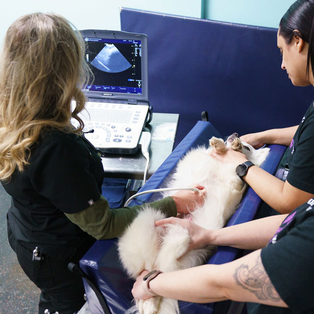 Pet Ultrasounds