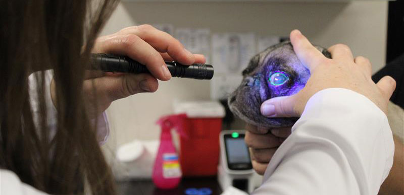 Cat Vet Urgent Care