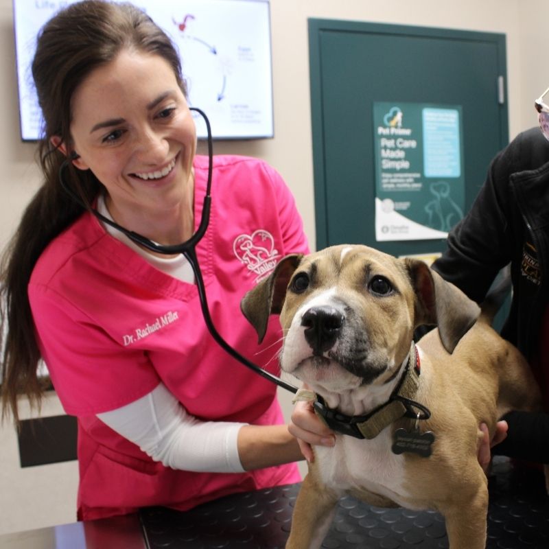 Dog Veterinarian in Valley