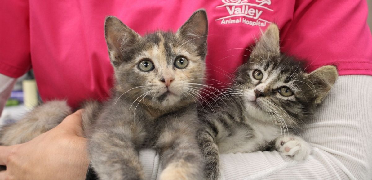 Kitten Veterinarian in Valley