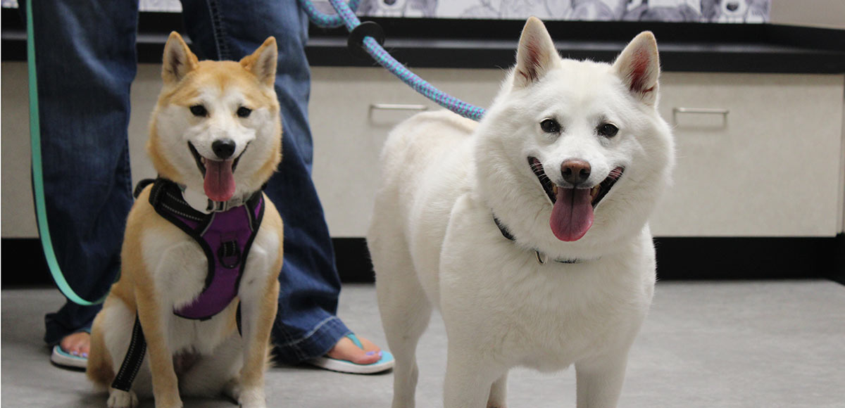 Gretna Dog Veterinarian