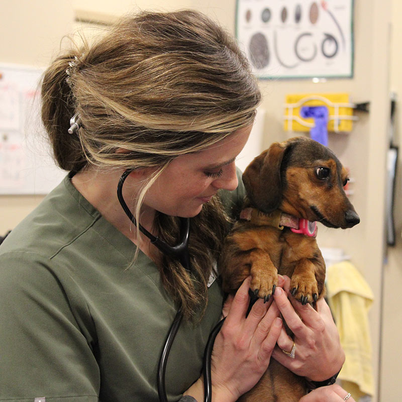 Dog Vet